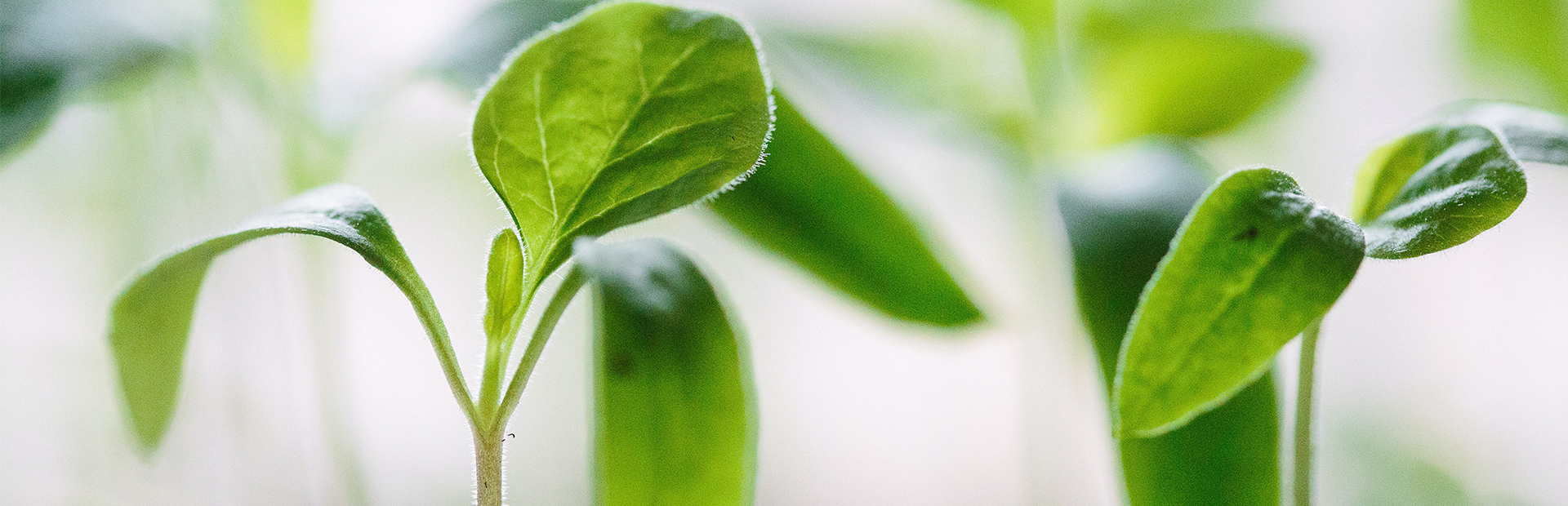 about_banner_communitree