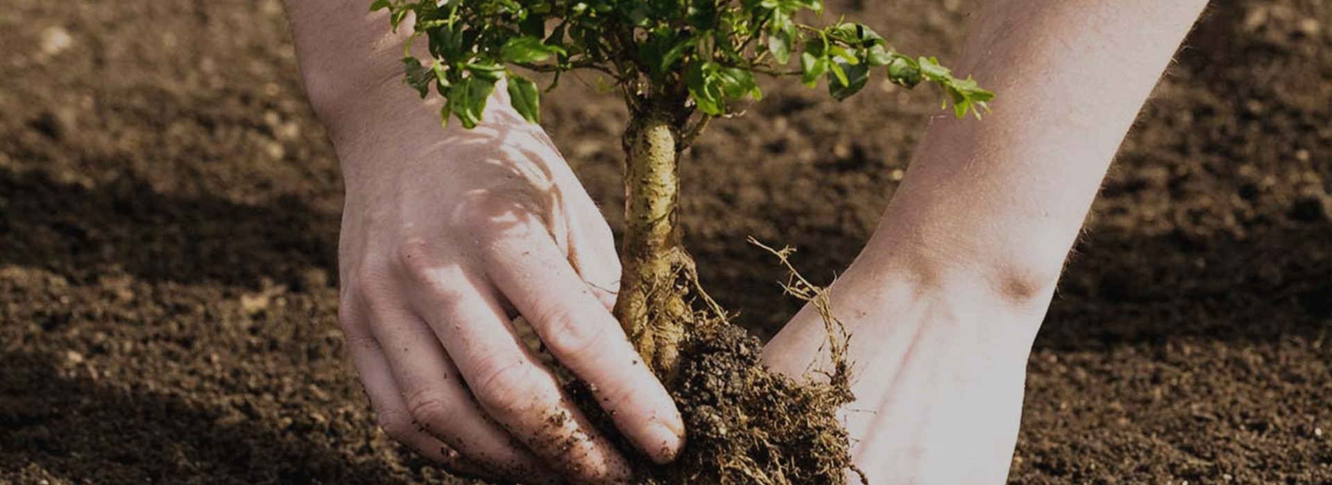 planting_image