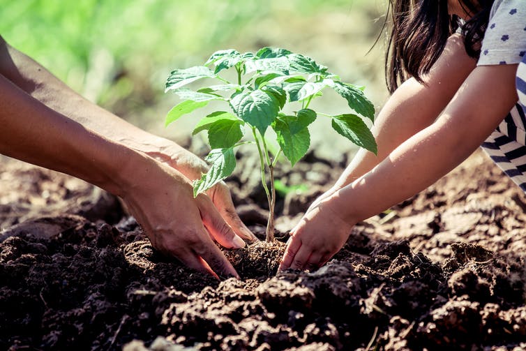 planting_saplings