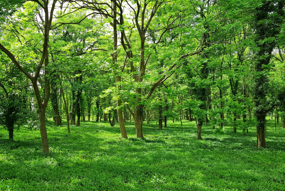 forest_image_communitree